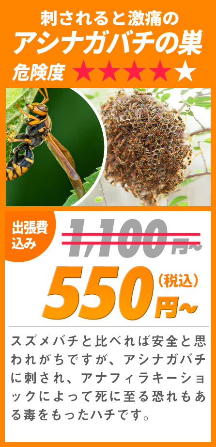 刺されると激痛のアシナガバチの巣