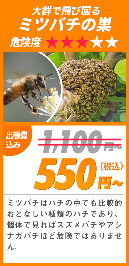 大群で飛び回るミツバチの巣